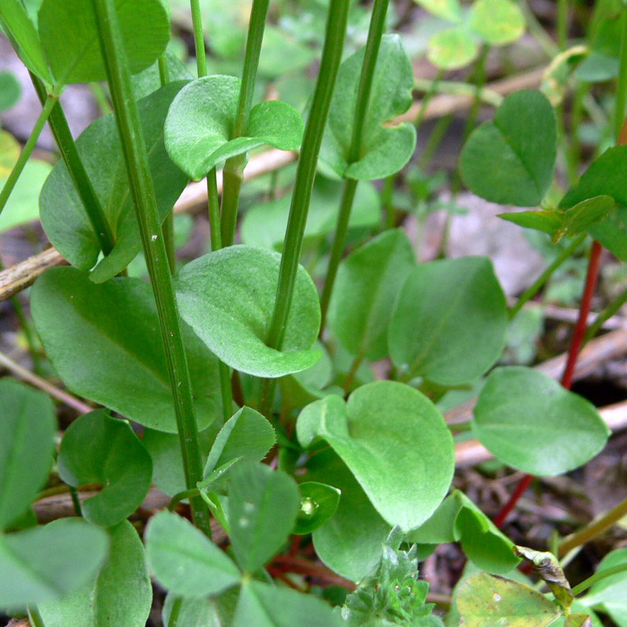 Изображение особи Parnassia palustris.