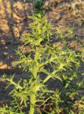 Salsola tragus