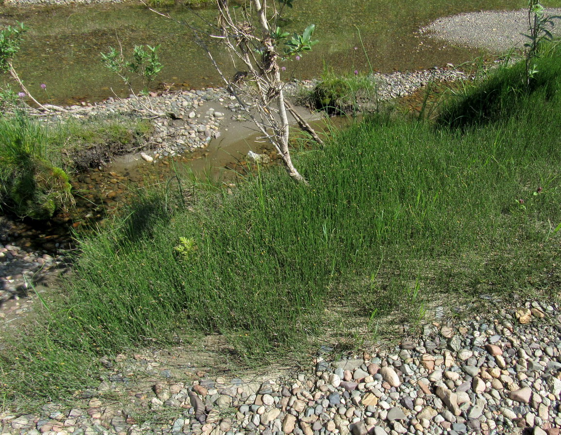 Изображение особи Equisetum variegatum.