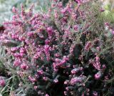 genus Erica