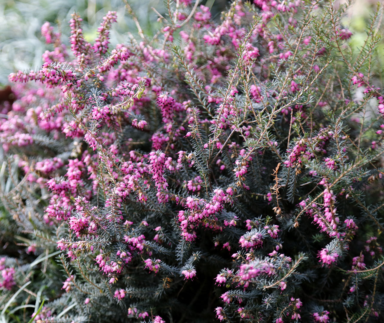 Image of genus Erica specimen.