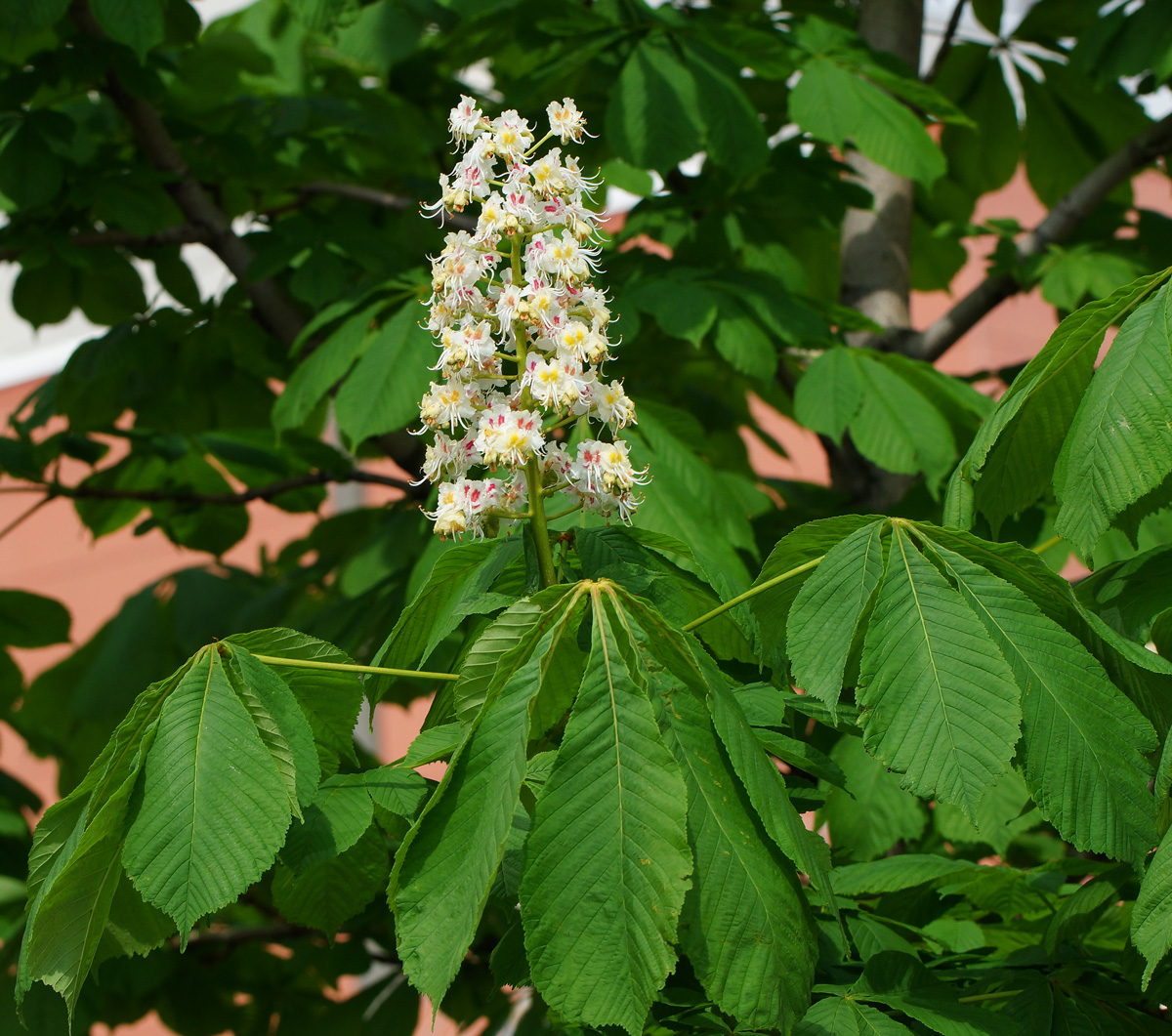 Image of Aesculus hippocastanum specimen.