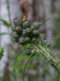 Cirsium palustre
