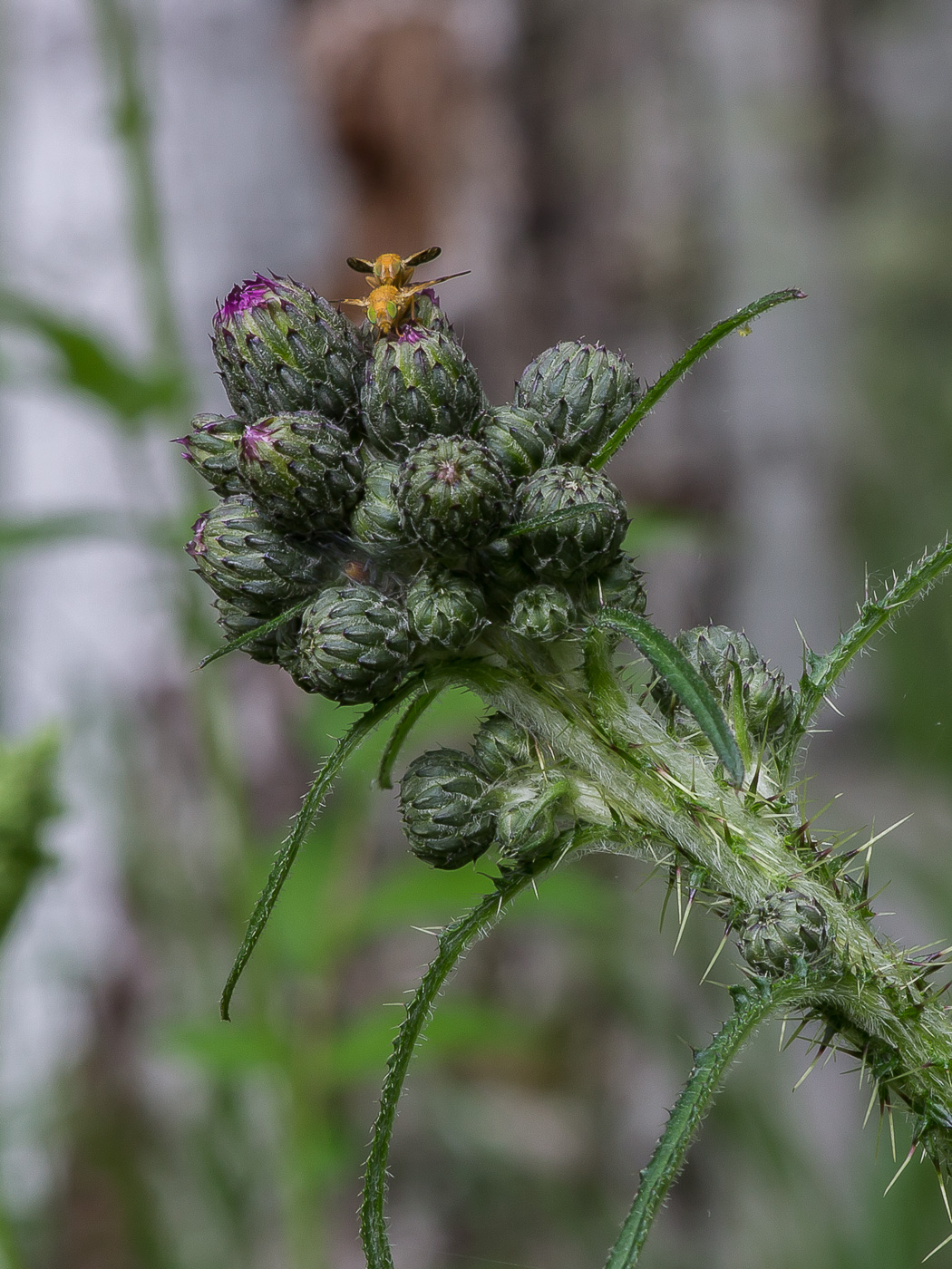 Изображение особи Cirsium palustre.