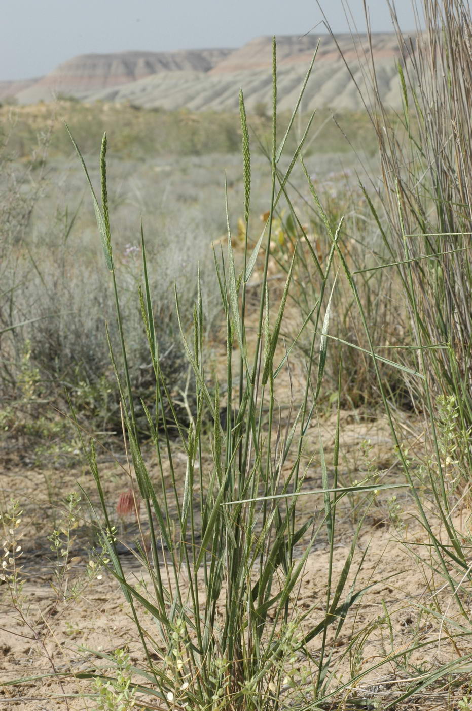 Изображение особи Agropyron fragile.