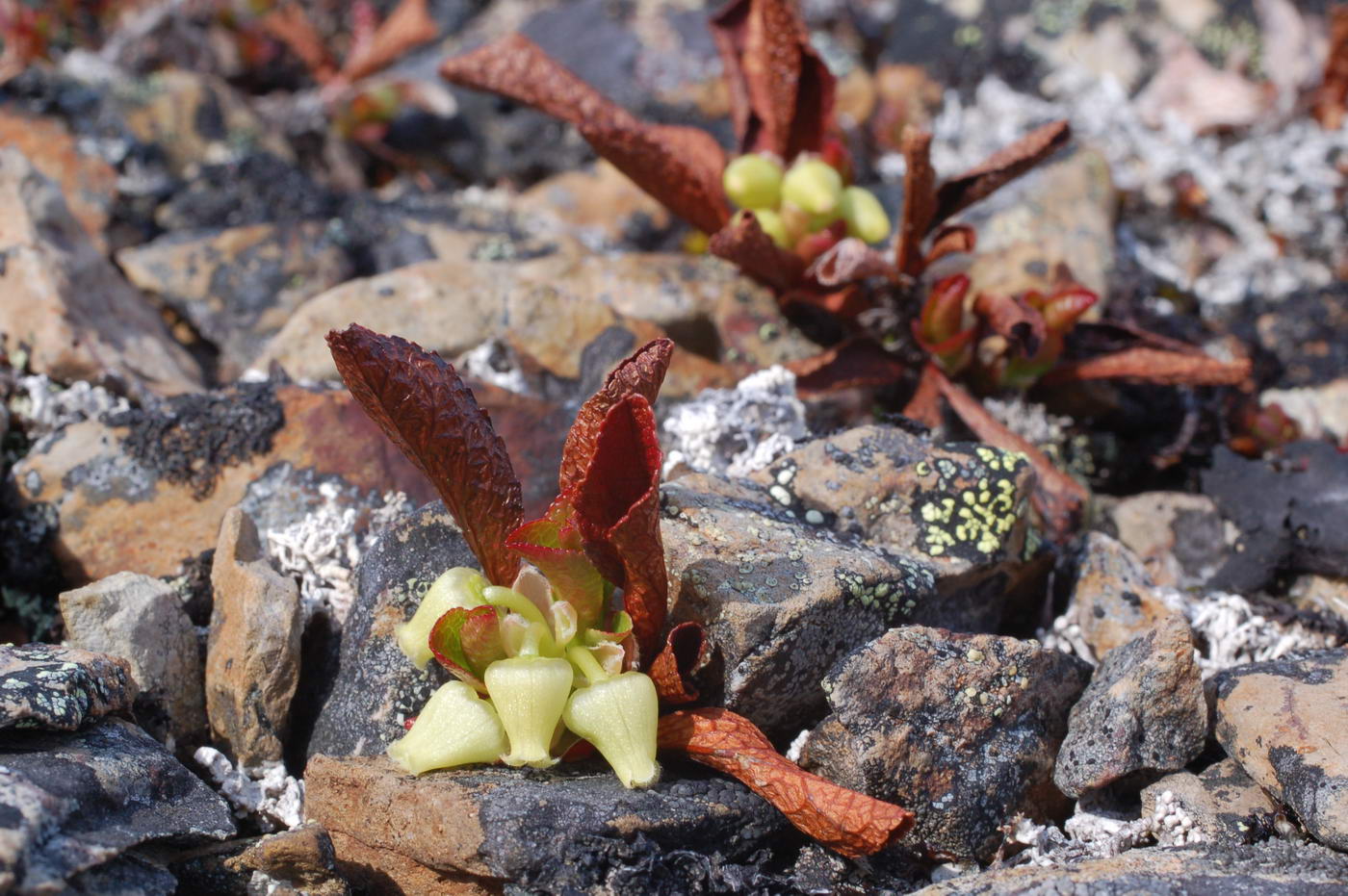 Image of Arctous erythrocarpa specimen.