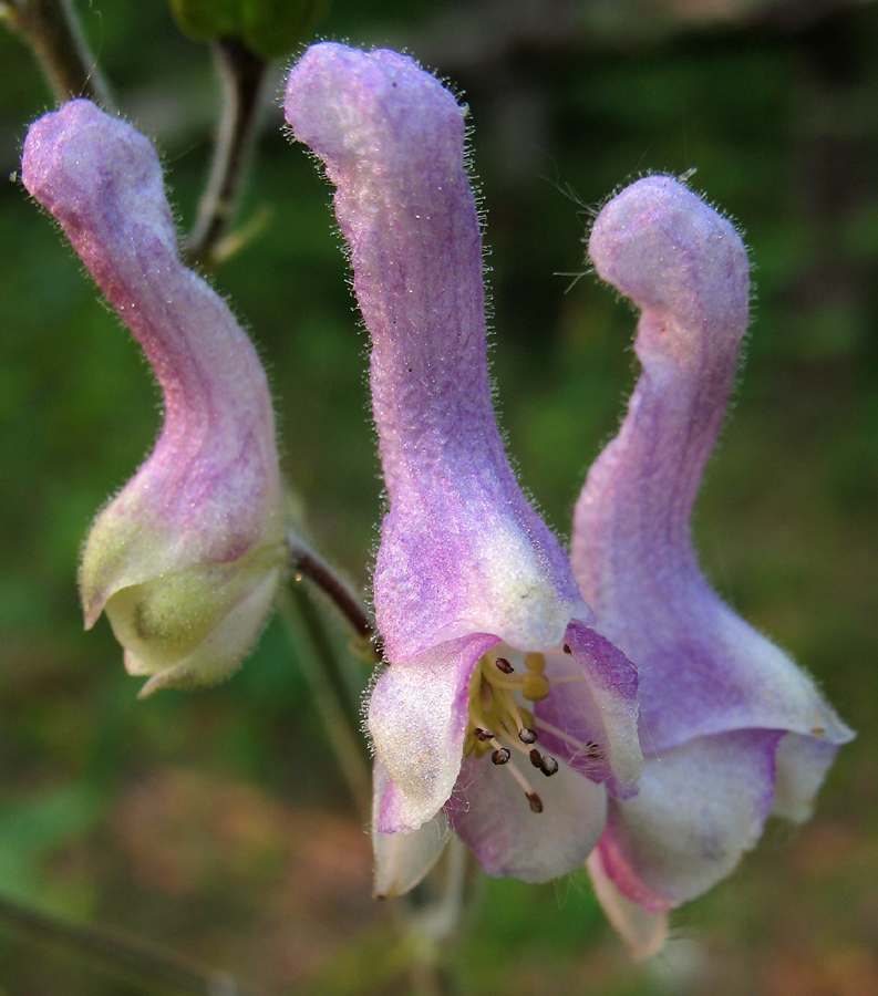 Изображение особи Aconitum septentrionale.
