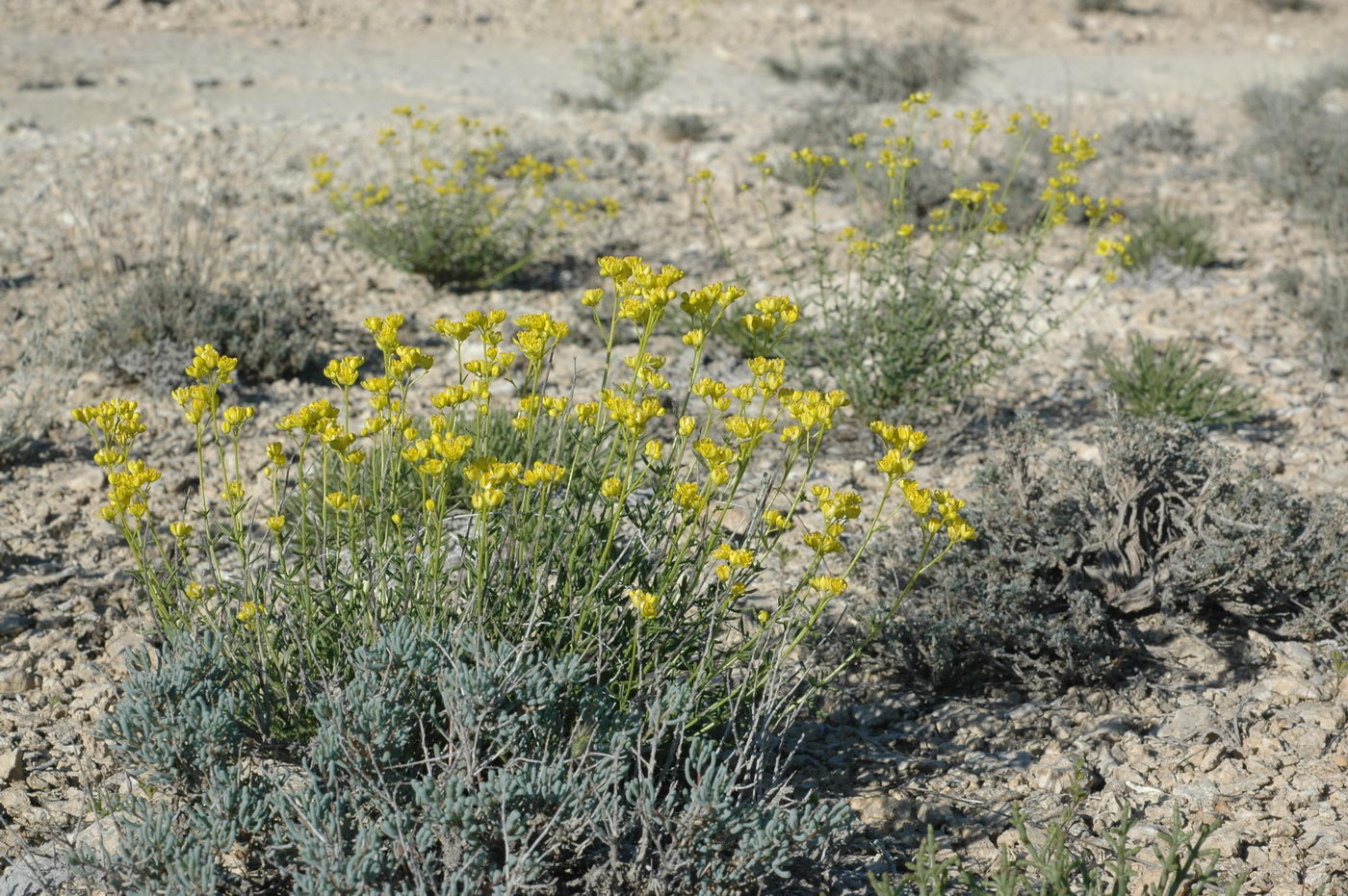 Image of Haplophyllum obtusifolium specimen.