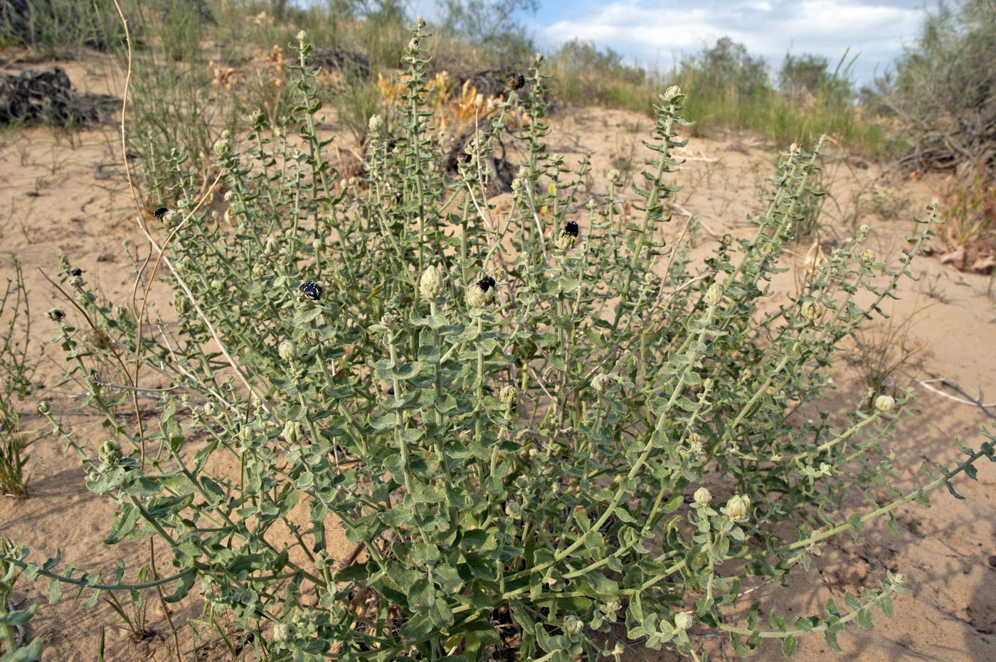 Image of genus Jurinea specimen.