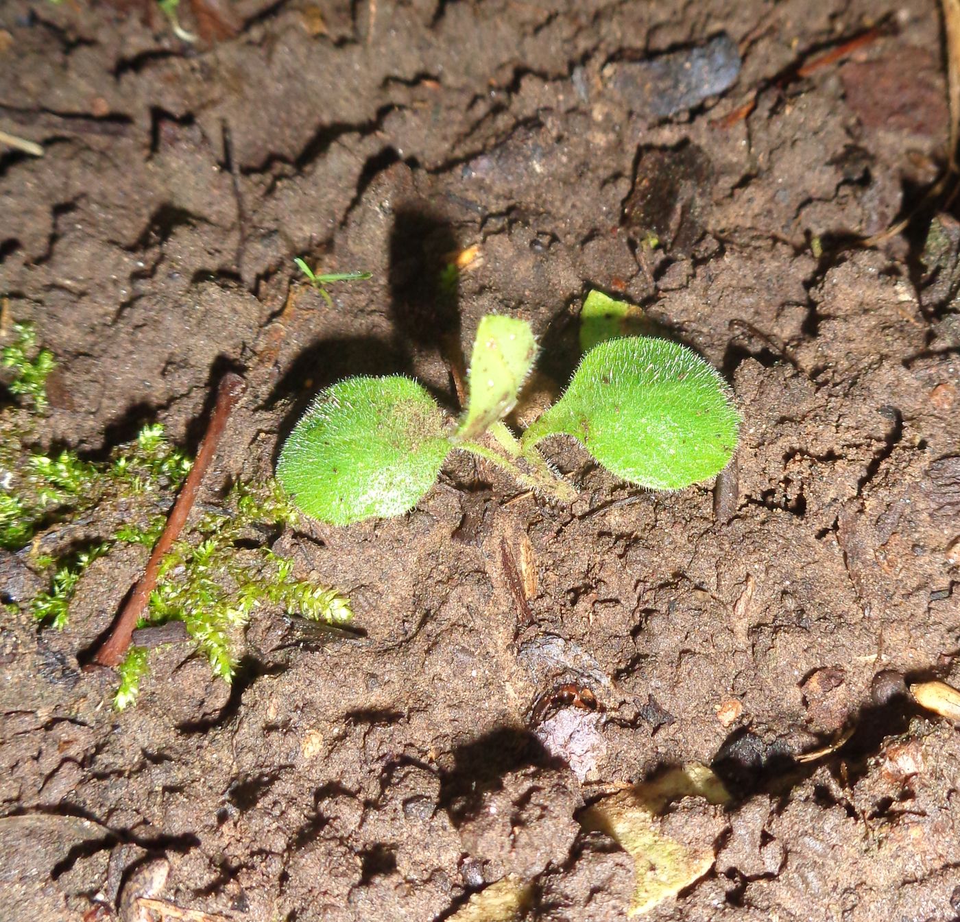 Изображение особи род Pulmonaria.