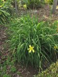 Hemerocallis citrina. Цветущее растение. Испания, Канарские о-ва, Тенерифе, ботанический сад в Пуэрто-де-ла-Крус, в культуре. 6 марта 2008 г.