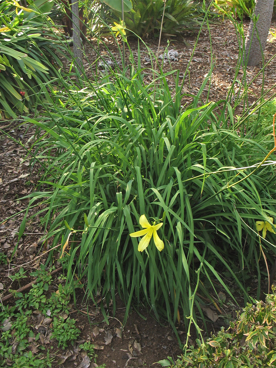 Изображение особи Hemerocallis citrina.