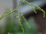 Rumex acetosella. Верхушка растения с соцветиями. Казахстан, Восточно-Казахстанская обл.; Западный Алтай, скл. Ульбинского хребта, дачный участок, сорное. 19.05.2020.