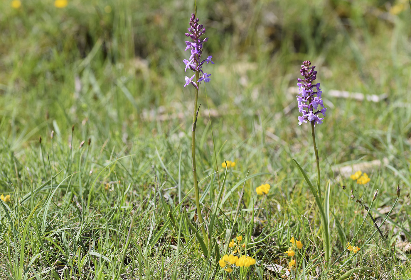 Image of Gymnadenia conopsea specimen.