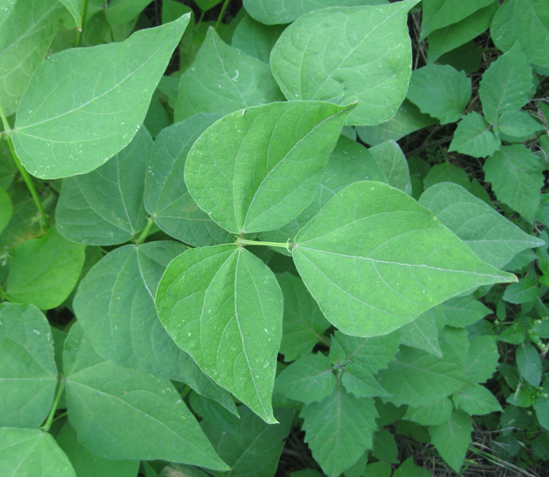 Image of Phaseolus vulgaris specimen.