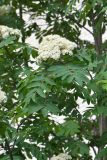 Sorbus aucuparia. Побег с соцветием. Санкт-Петербург, Приморский р-н, окр. пересечения Гаккелевской ул. и Богатырского просп., у жилых домов, в культуре. 07.06.2020.