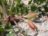 Image of specimen