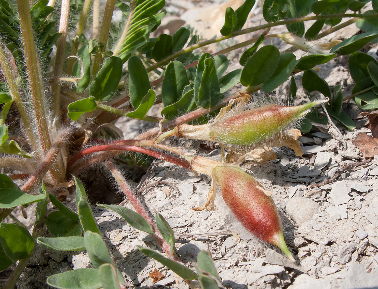 Image of Astragalus utriger specimen.