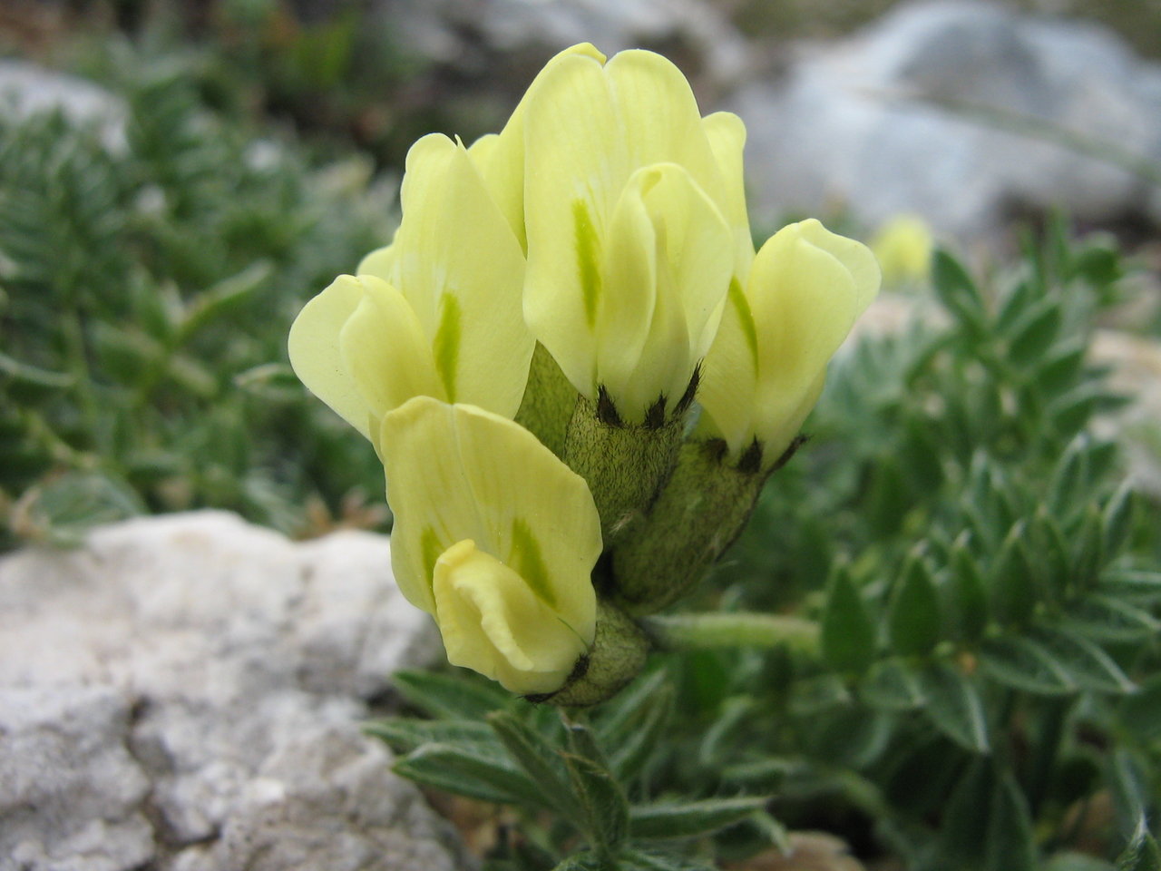 Image of Oxytropis campestris specimen.