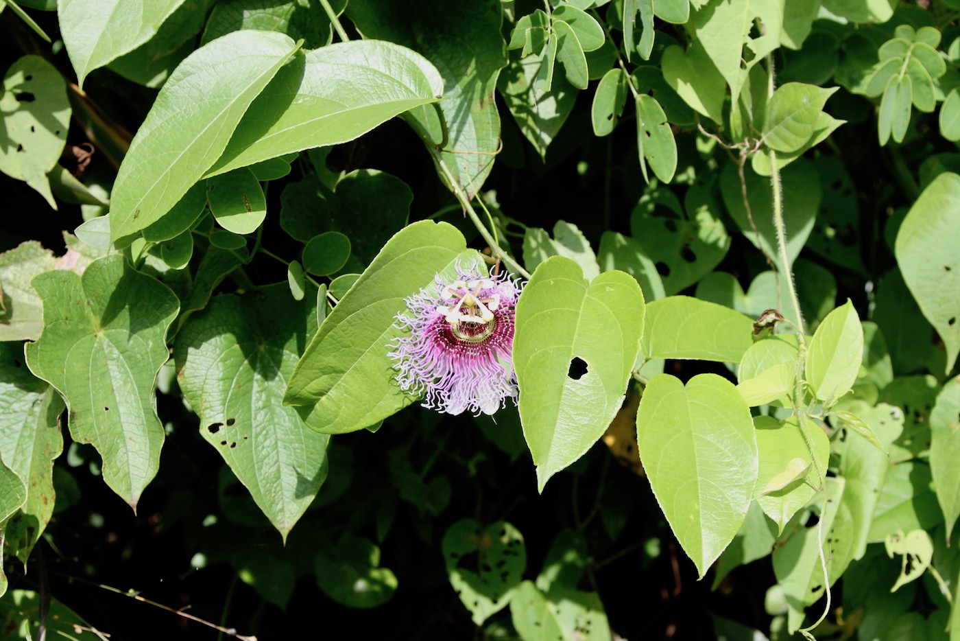 Image of Passiflora serratifolia specimen.