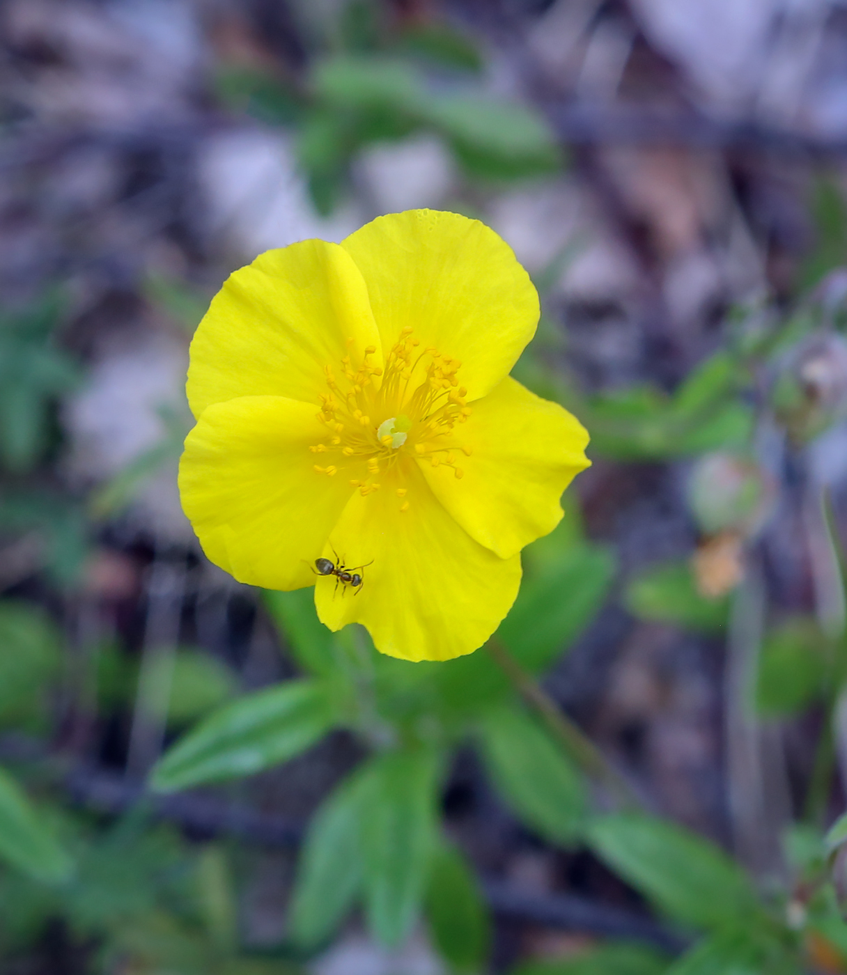 Image of Helianthemum nummularium specimen.