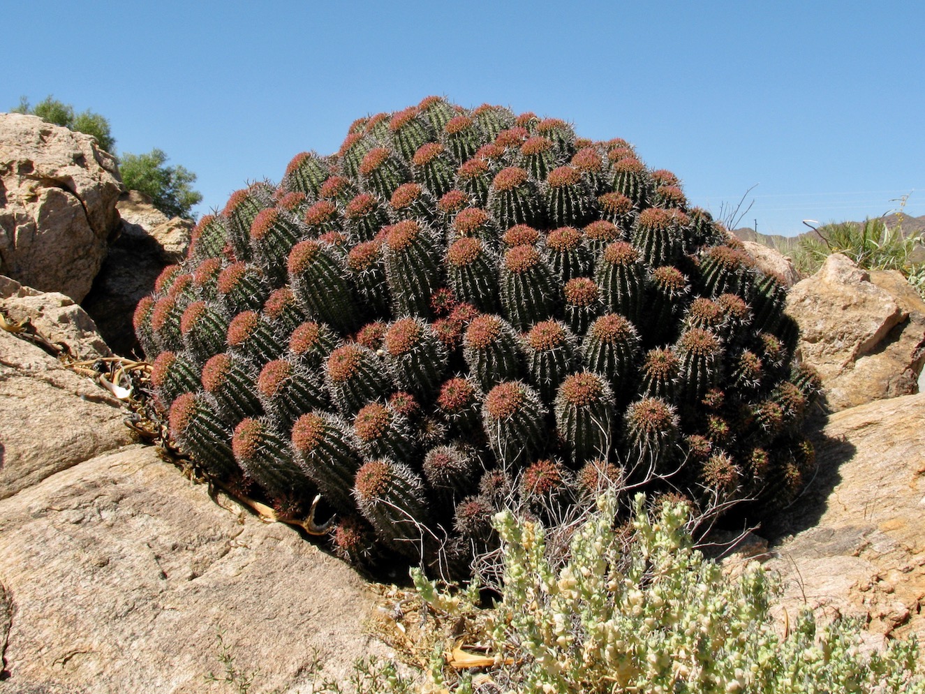 Изображение особи Euphorbia stellispina.