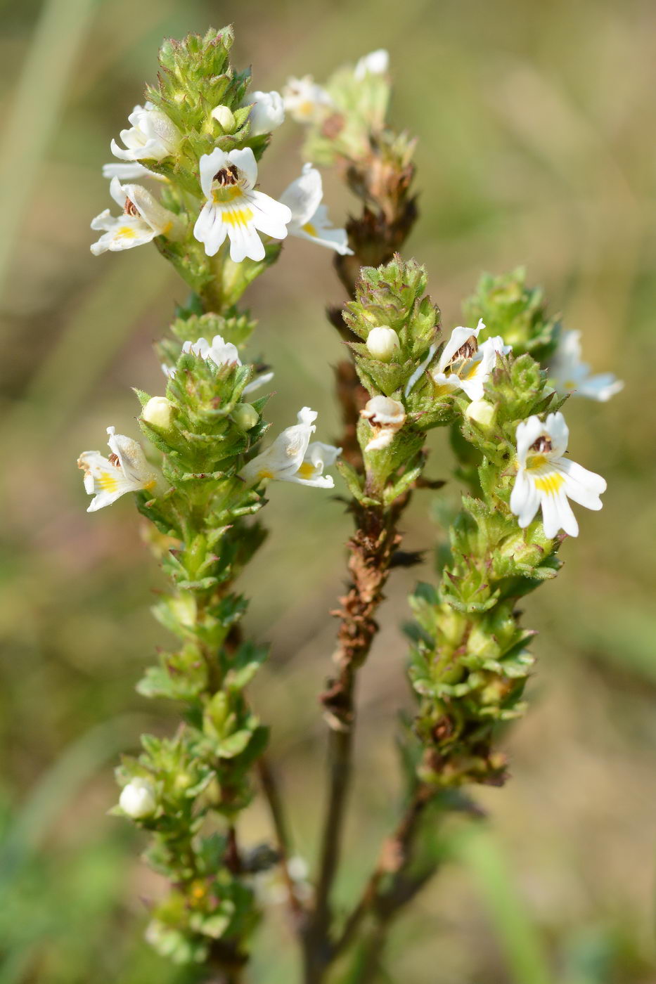 Изображение особи Euphrasia brevipila.