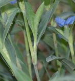 Commelina подвид livingstonii