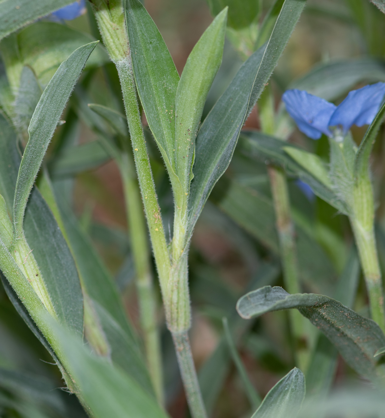 Изображение особи Commelina erecta ssp. livingstonii.