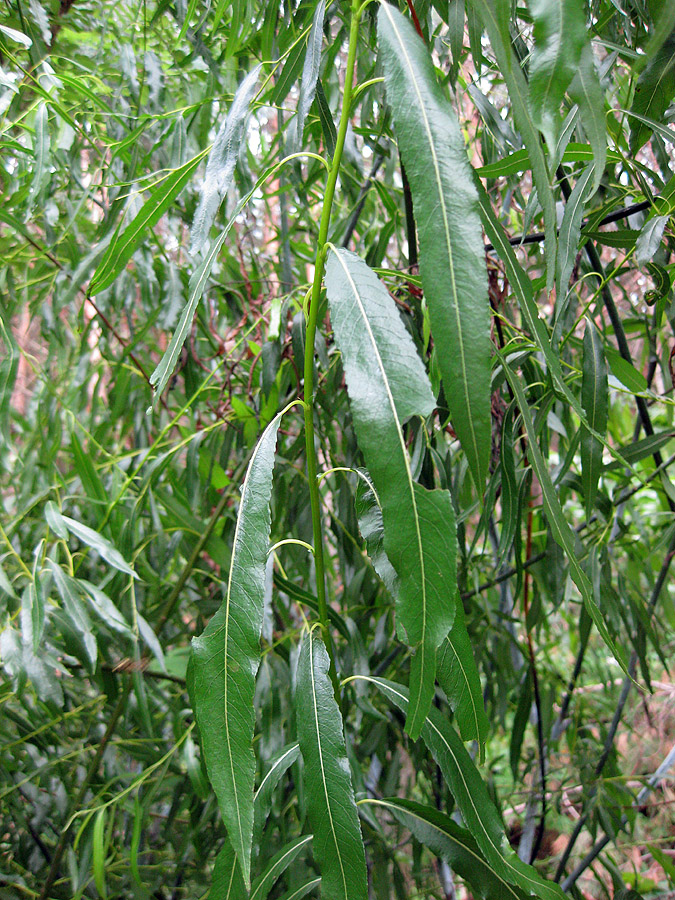 Image of Salix acutifolia specimen.