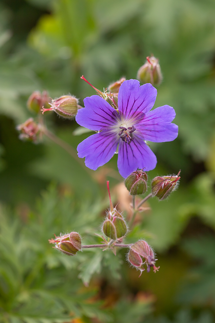 Image of Geranium gymnocaulon specimen.