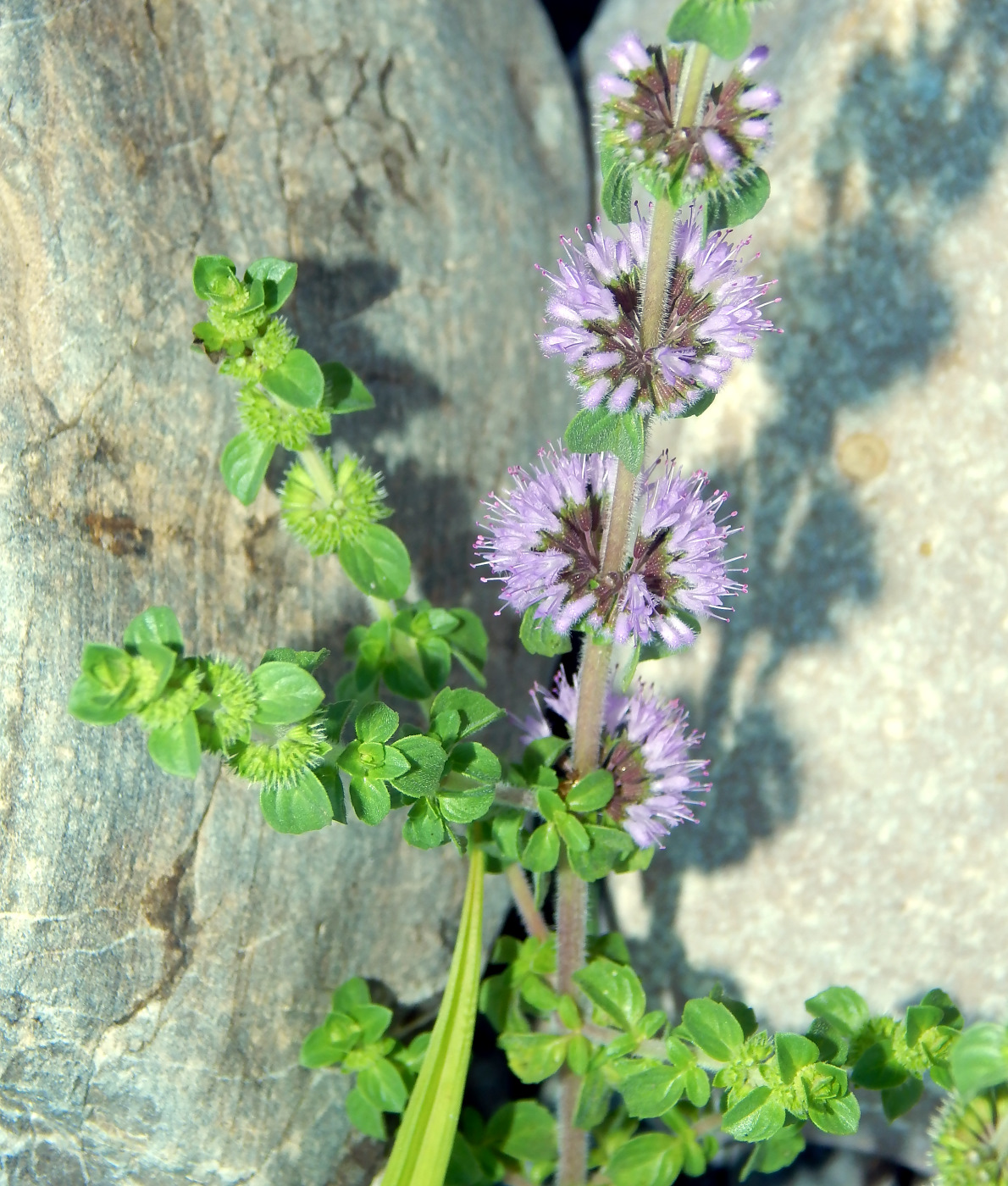 Image of Mentha pulegium specimen.