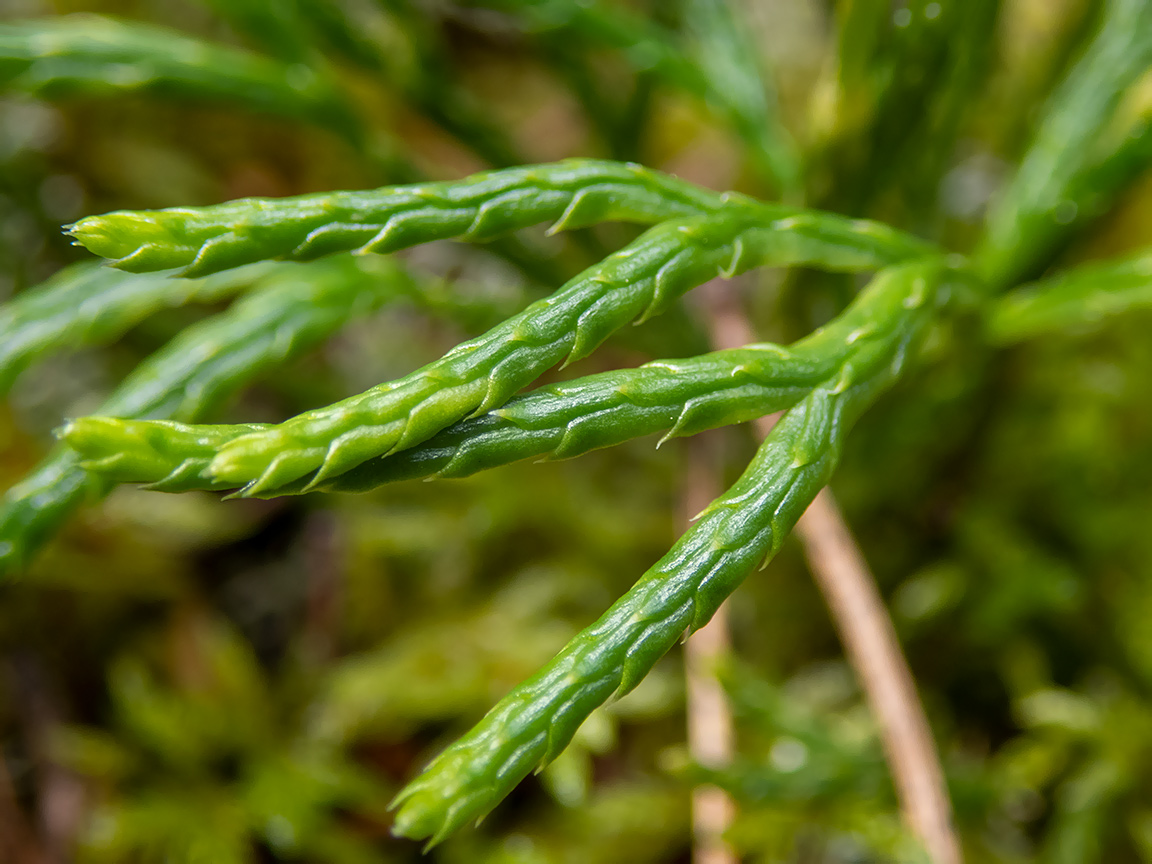 Image of Diphasiastrum complanatum specimen.