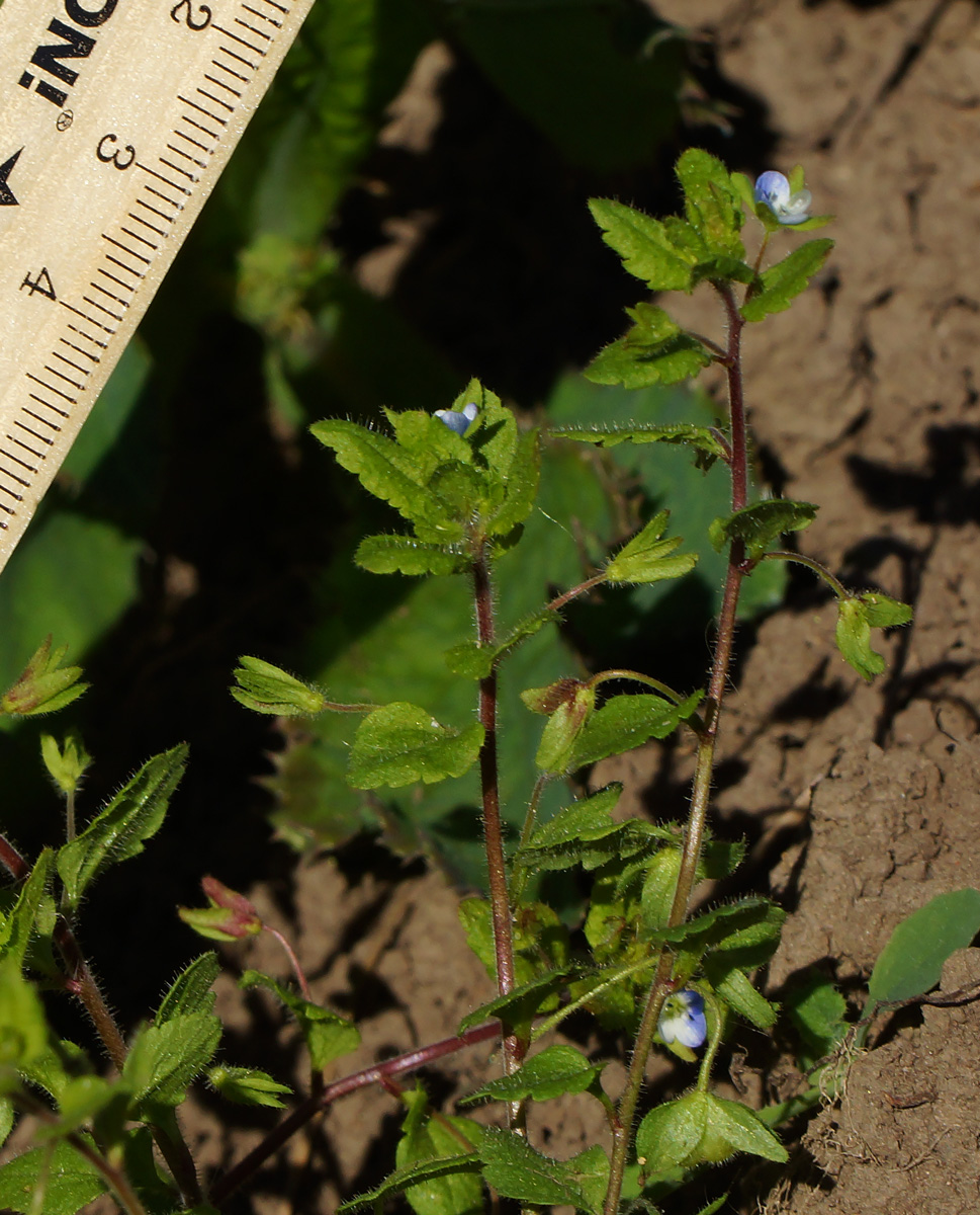 Image of Veronica polita specimen.