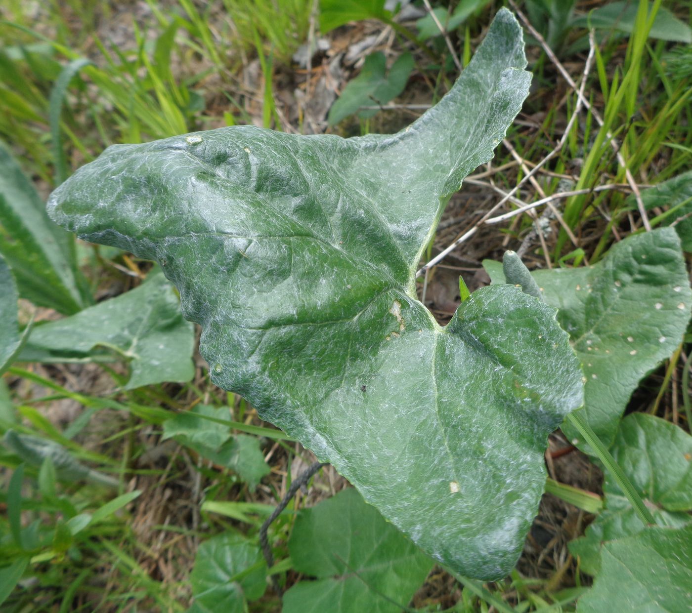 Image of Petasites spurius specimen.