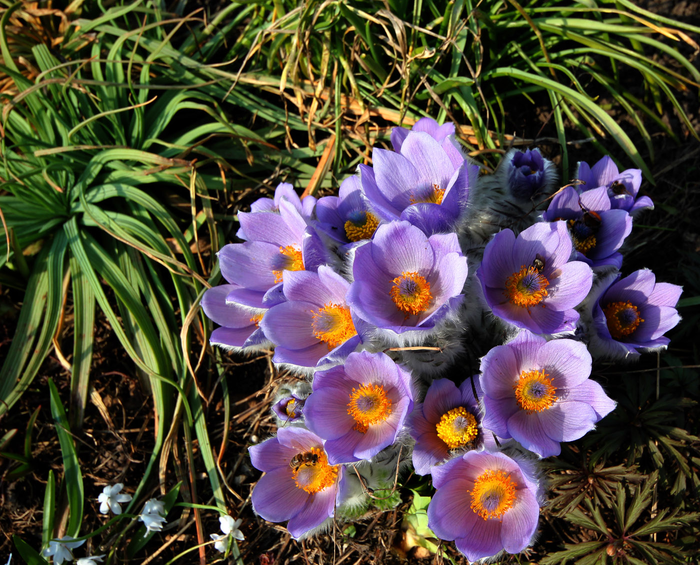 Изображение особи Pulsatilla taurica.