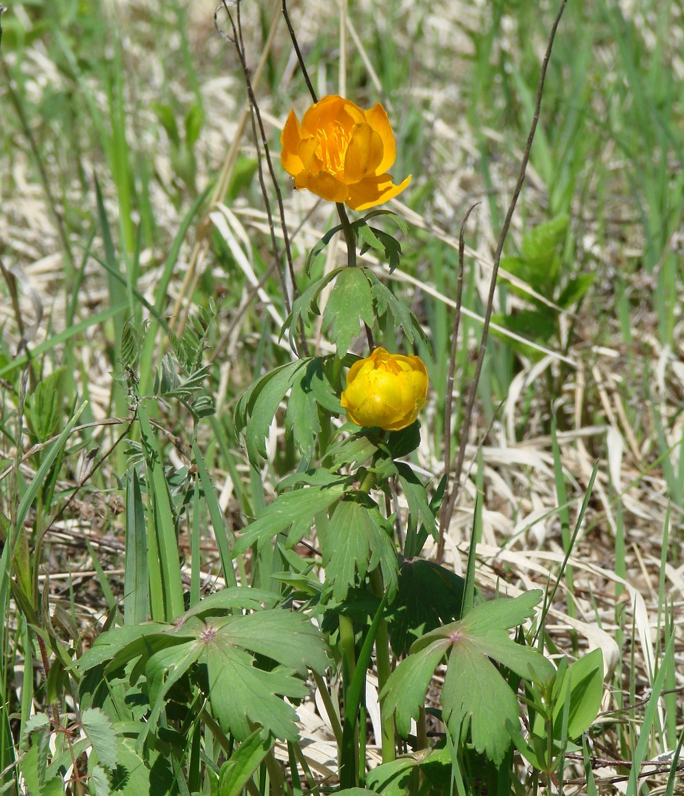 Изображение особи род Trollius.