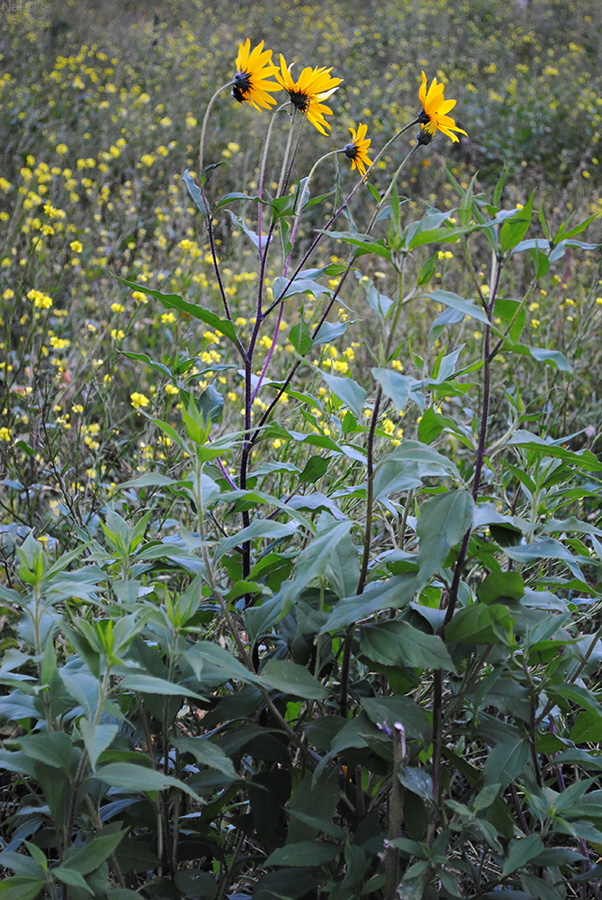 Изображение особи Helianthus tuberosus.
