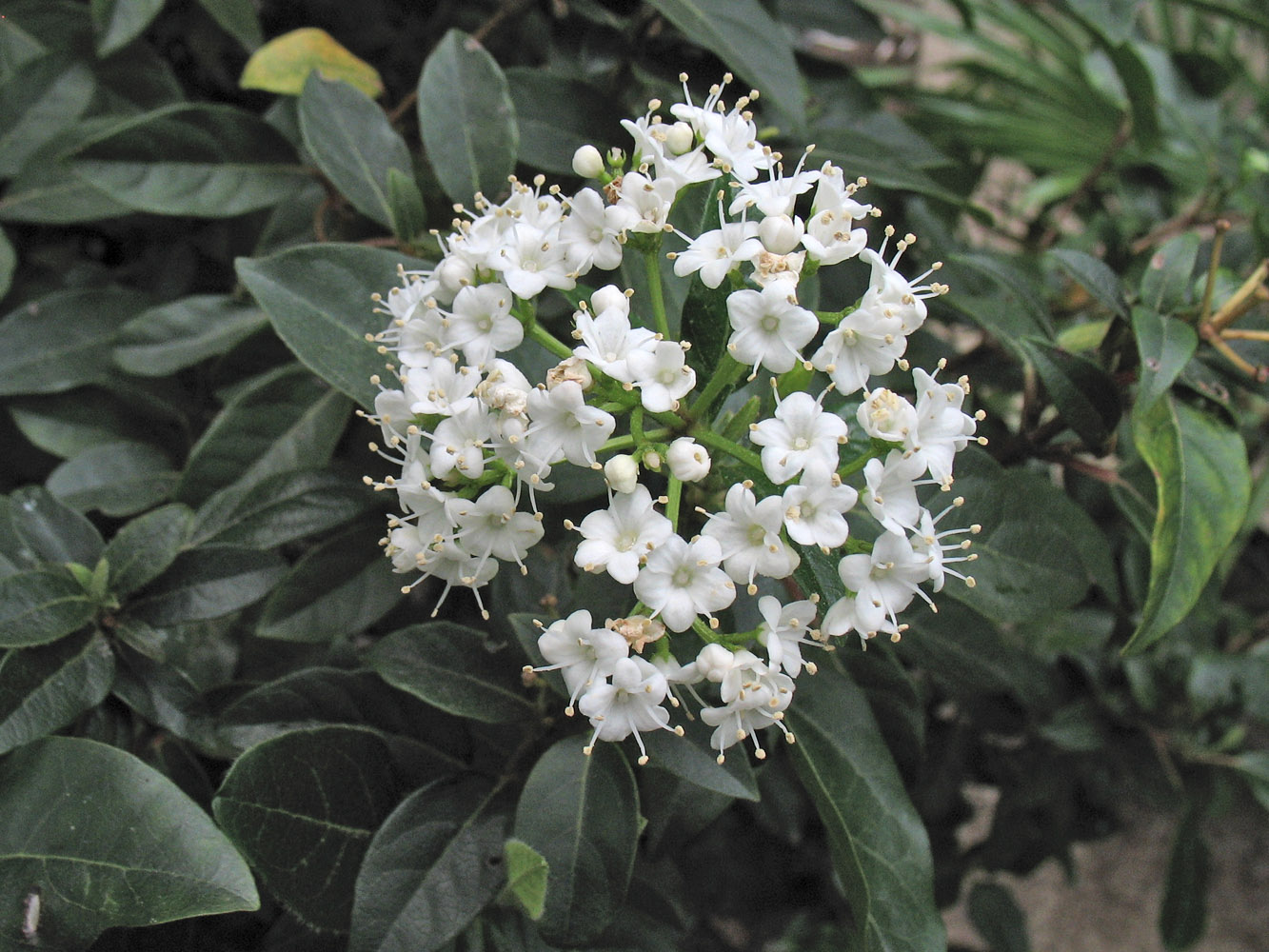 Изображение особи Viburnum tinus.