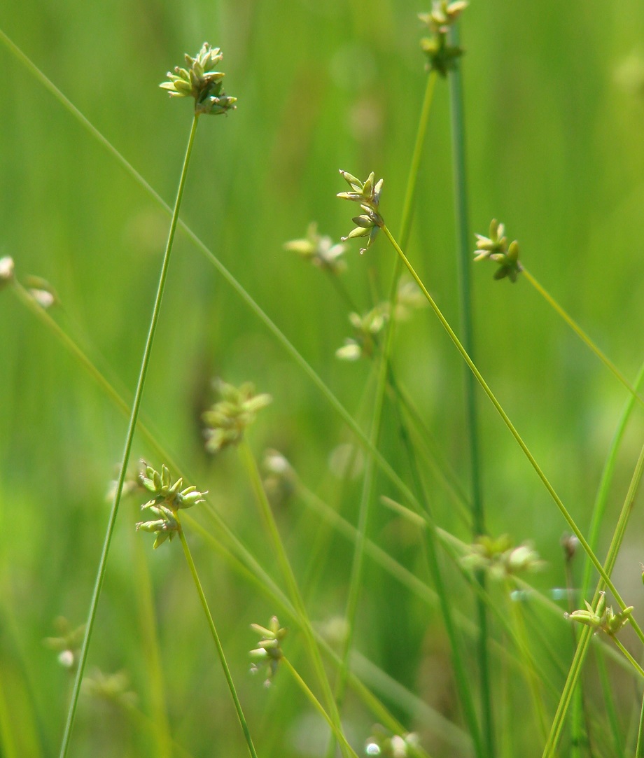 Изображение особи Carex tenuiflora.