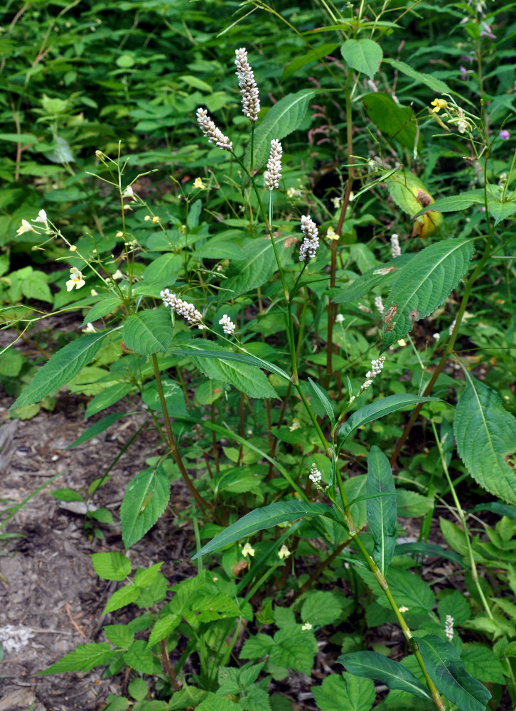 Image of Persicaria lapathifolia specimen.