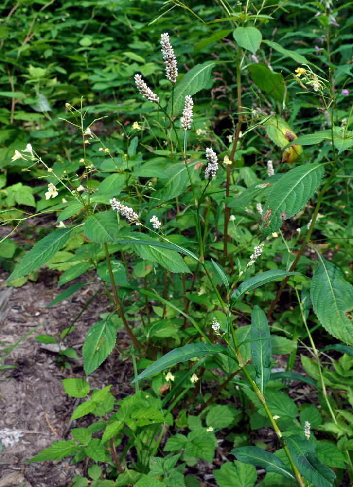 Изображение особи Persicaria lapathifolia.