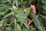 Impatiens walleriana