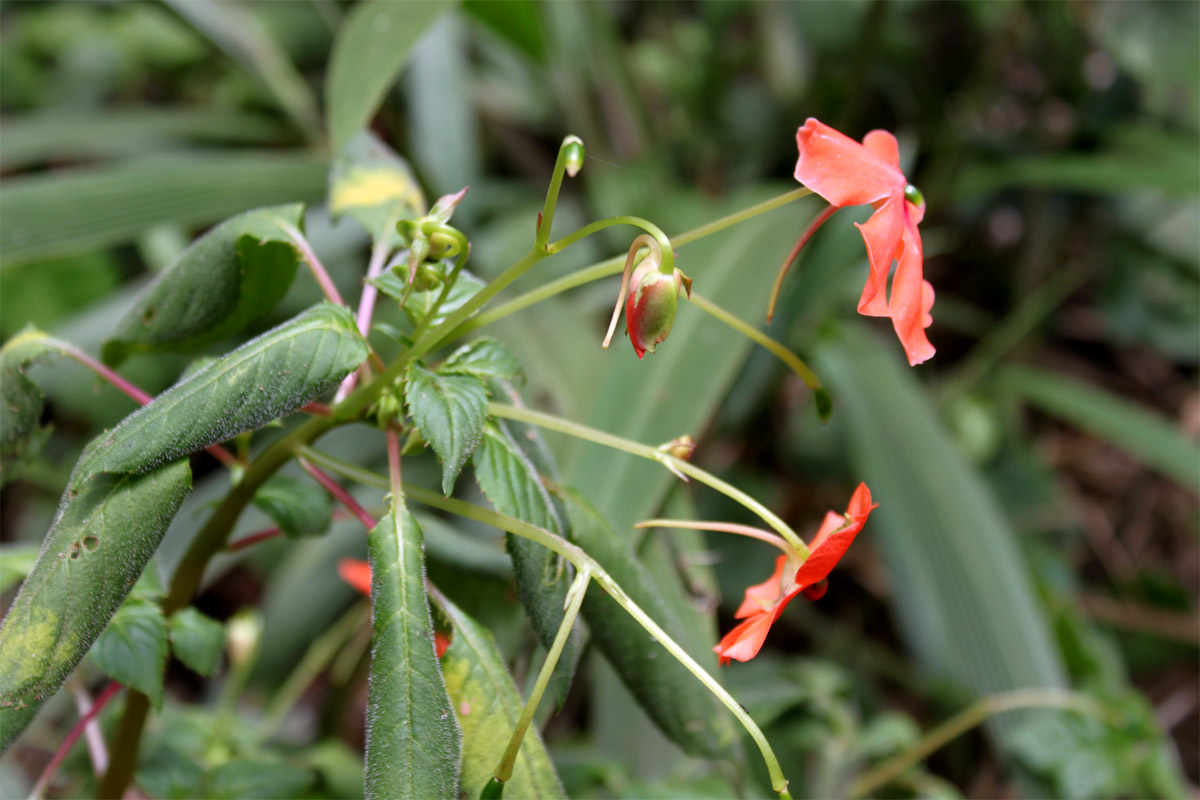 Image of Impatiens walleriana specimen.
