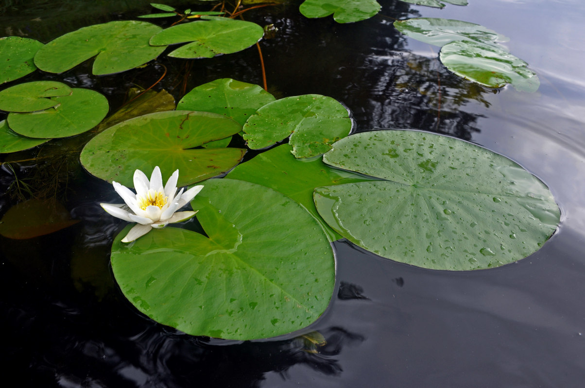 Image of Nymphaea candida specimen.