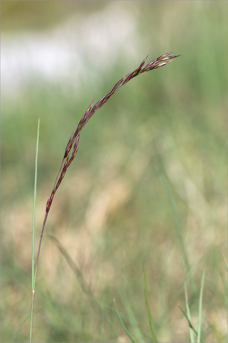 Изображение особи Festuca rubra.