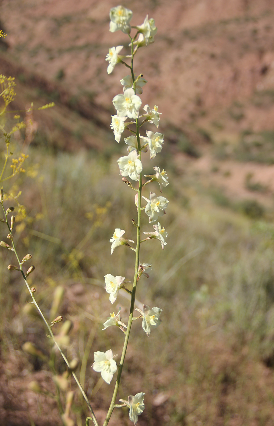 Image of Delphinium semibarbatum specimen.