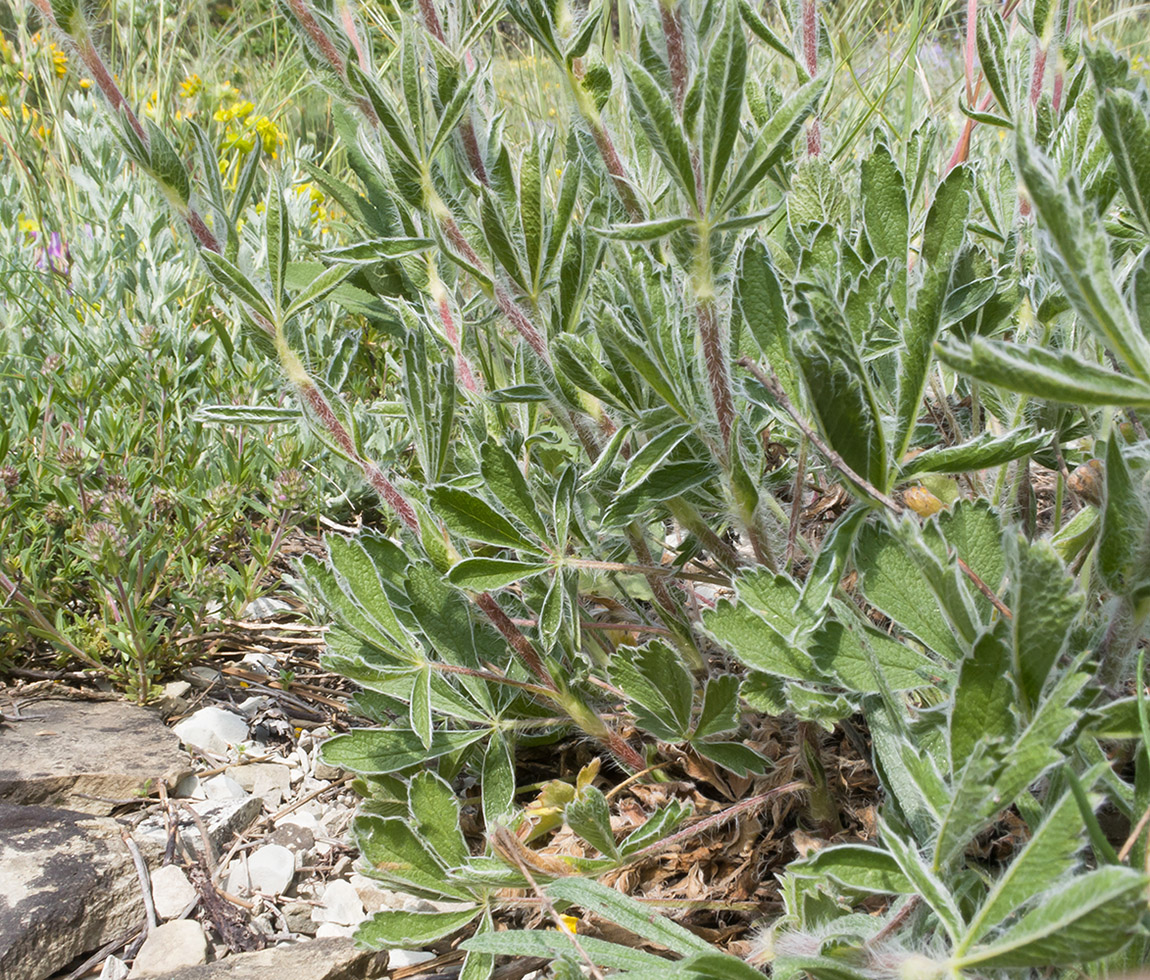 Image of Potentilla taurica specimen.