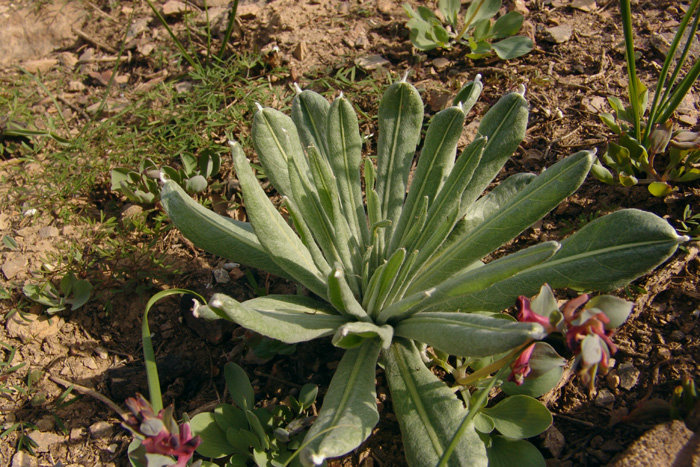 Image of Cousinia lappacea specimen.