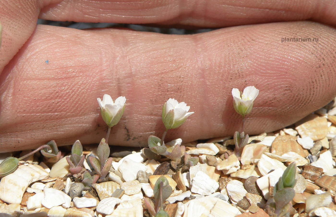 Изображение особи Holosteum umbellatum.